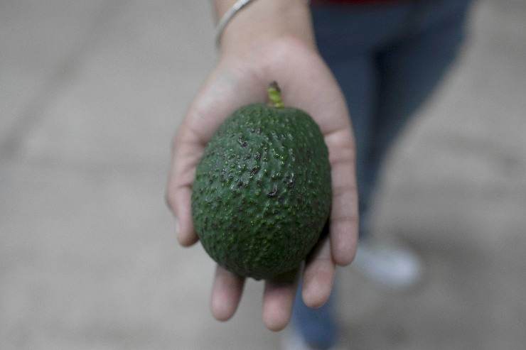 Avocado come alternativa al pasto