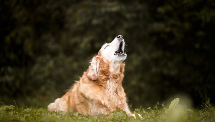 chiedi i danni se il cane del vicino abbaia