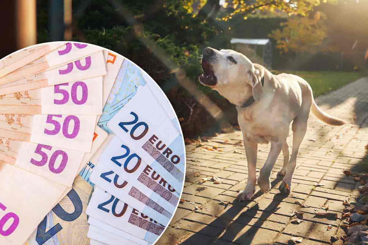 chiedi i danni se il cane del vicino abbaia